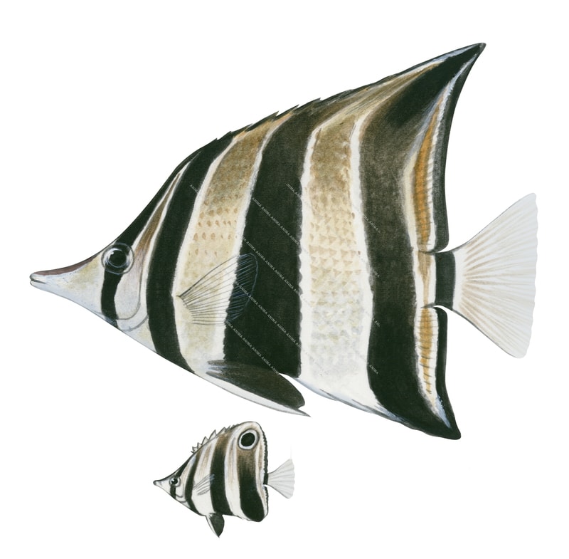 Western Talma,Adult and Juvenile