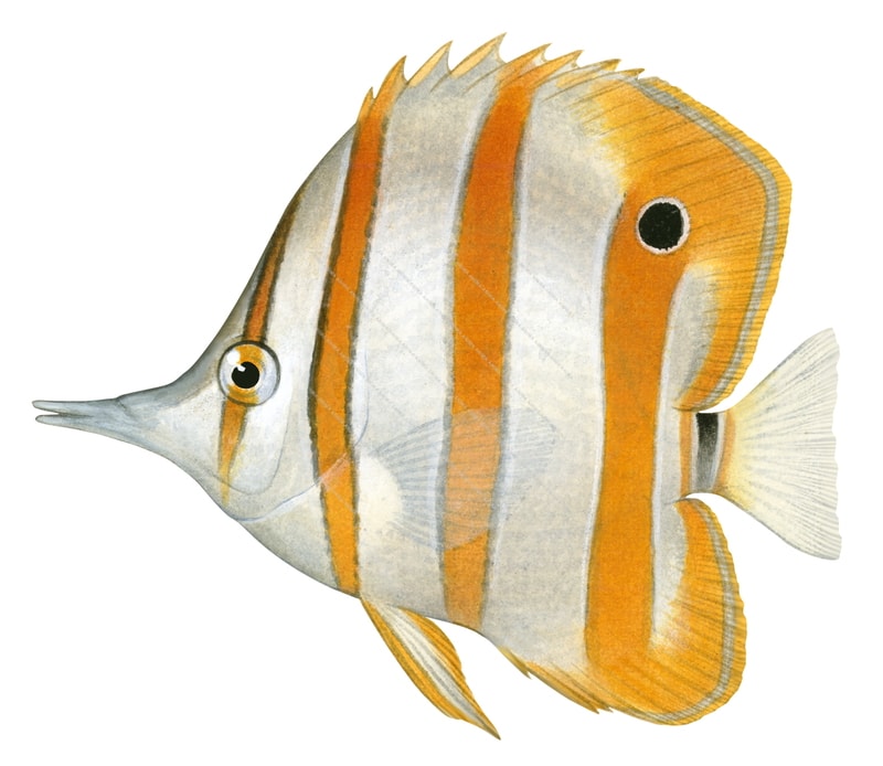 Beaked Coralfish