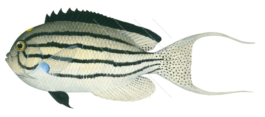 Lamarck's Angelfish