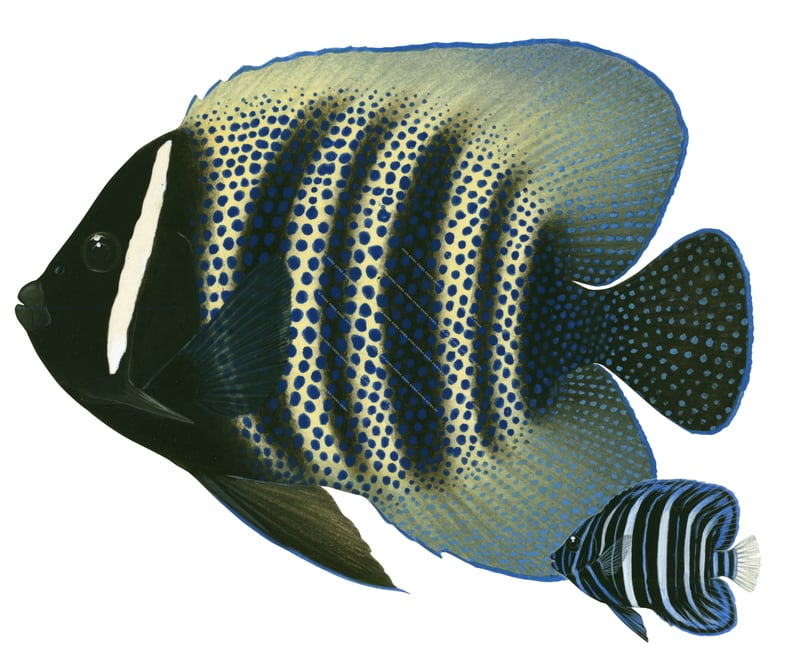 Sixband Angelfish adult and Juvenile