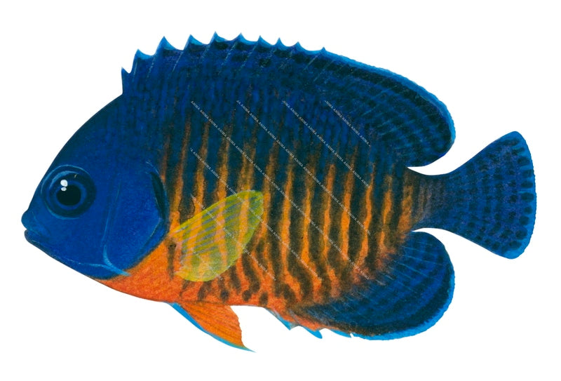 Twospine Angelfish