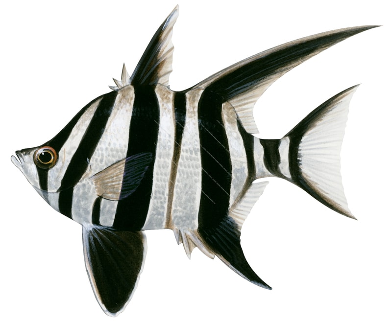 Realistic detailed naturalist illustration of the Old Wife,Enoplosus armatus
