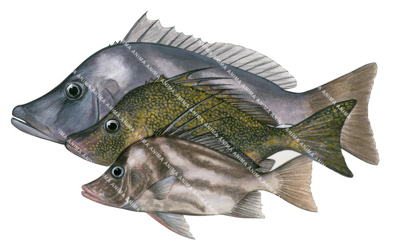 Giant Boarfish,male,female,juvenile