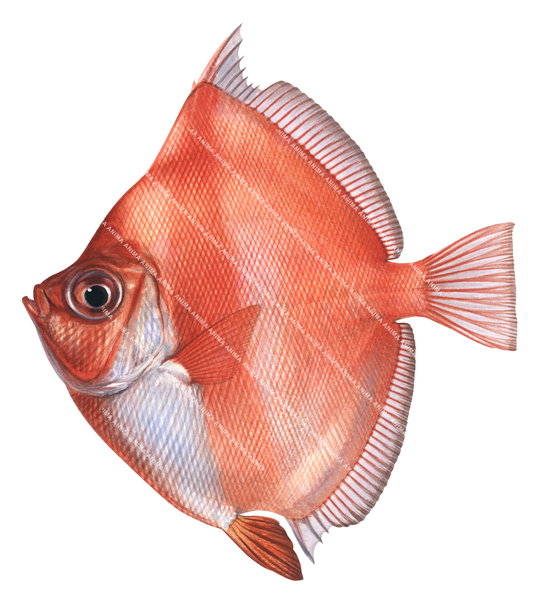 realistic, colourful illustration of the Robust Deepsea Boarfish,Antigonia capros, side view.