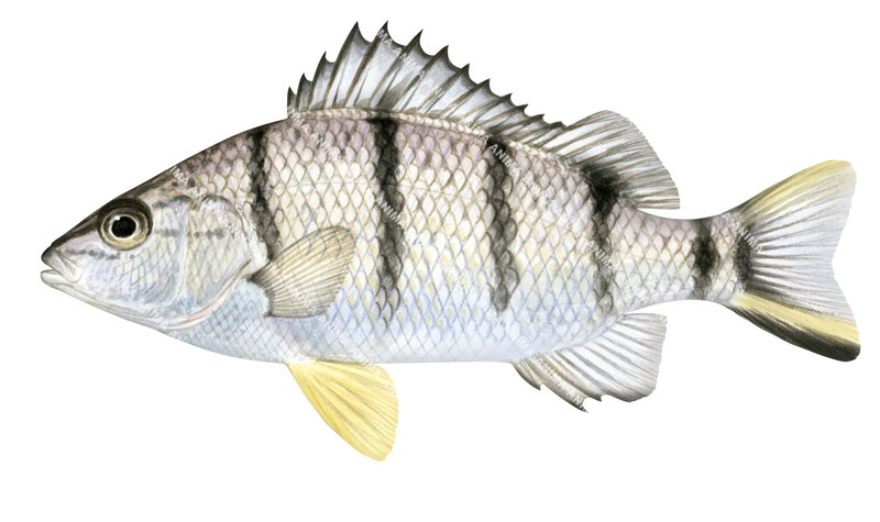 Barred Grunter