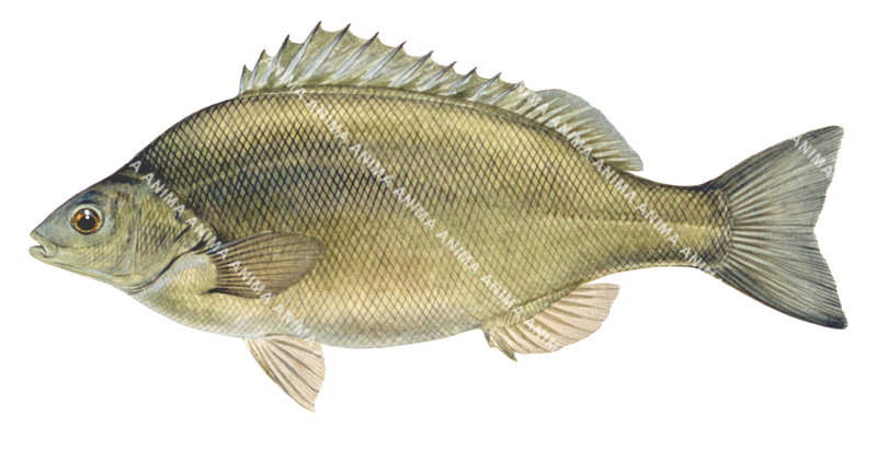 Silver Perch