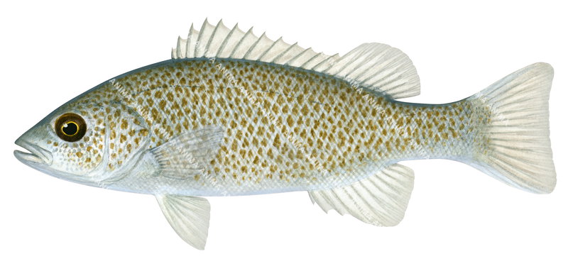 Spangled Perch