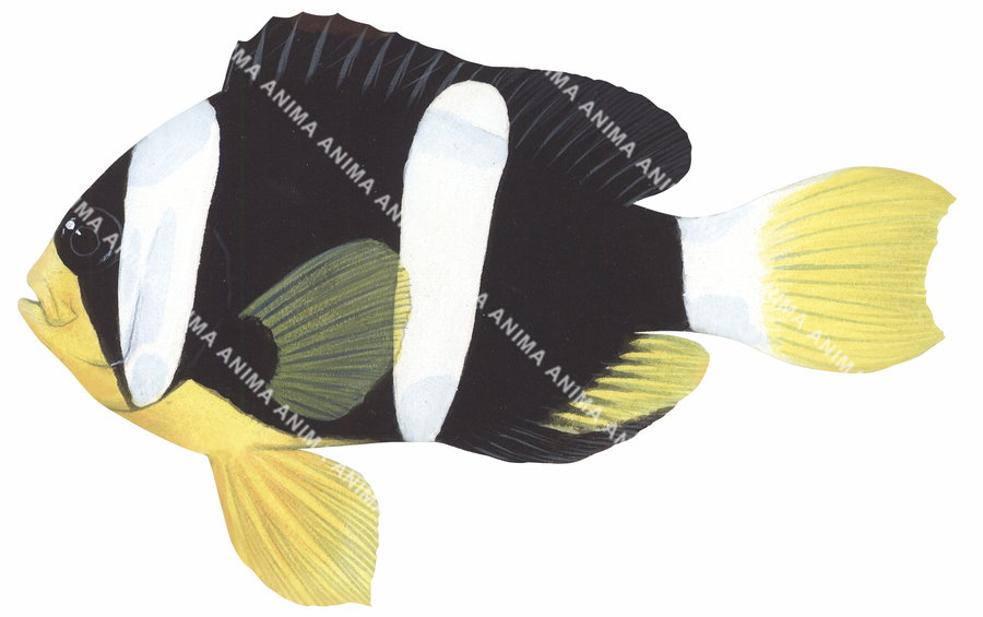 Clark's Anemonefish,Andaman Sea