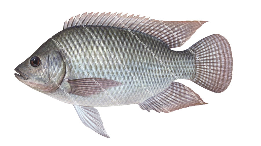 Scientific colour illustration of the Tilapia,
side view and white background capturing the detailed underwater style of Roger Swainston.