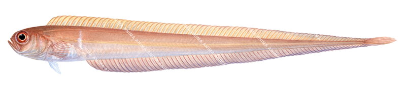 Scientific illustration of the Red Bandfish,side view, white background, its body is elongate, mainly pale orange colour.