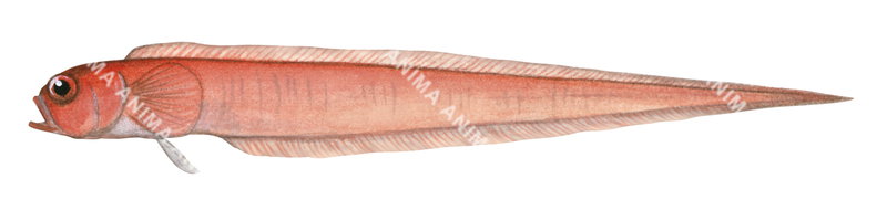 Scientific illustrationof an Australian Bandfish, Cepola australis, which is red in colour with a long, slender body, side view , white background.