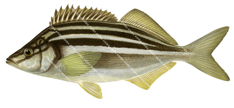 Accurate Scientific illustration of the Striped Trumpeter,Latris lineata