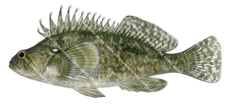 Scientific illustration of the Silver Spot,Threpterius maculosus