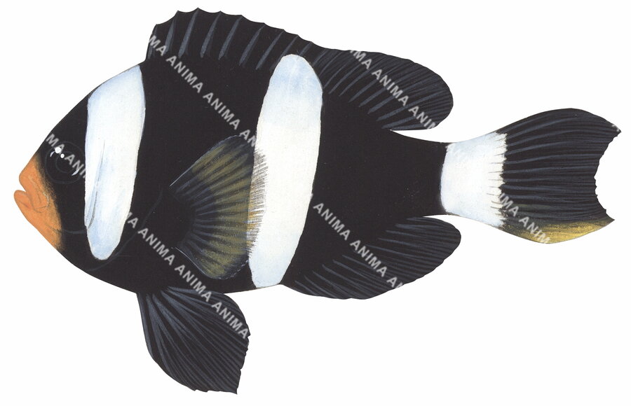 Clark's Anemonefish,Java Sea