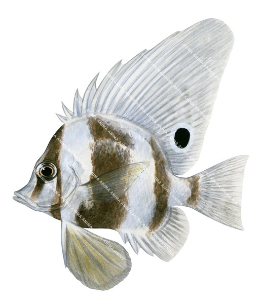 Short Boarfish