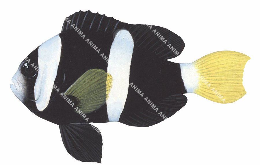 Clark's Anemonefish,Maldives