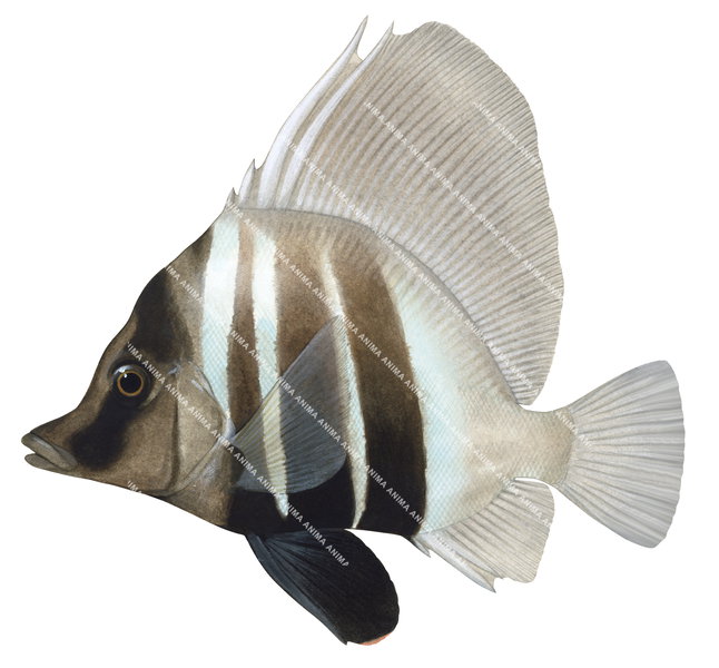 Threebar Boarfish