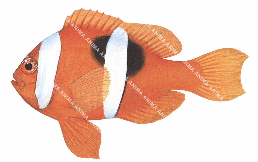 Clark's Anemonefish,Vanuatu