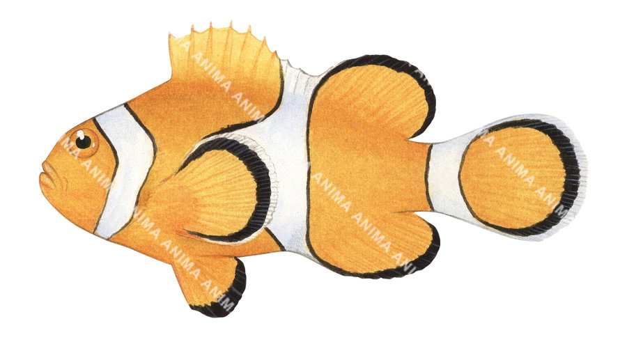 False Clown Anemonefish