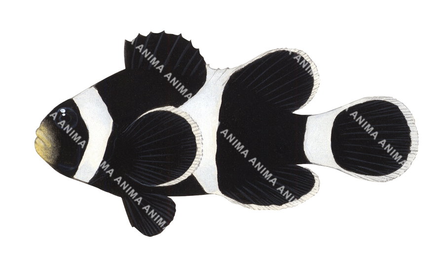 False Clown Anemonefish,Melanistic