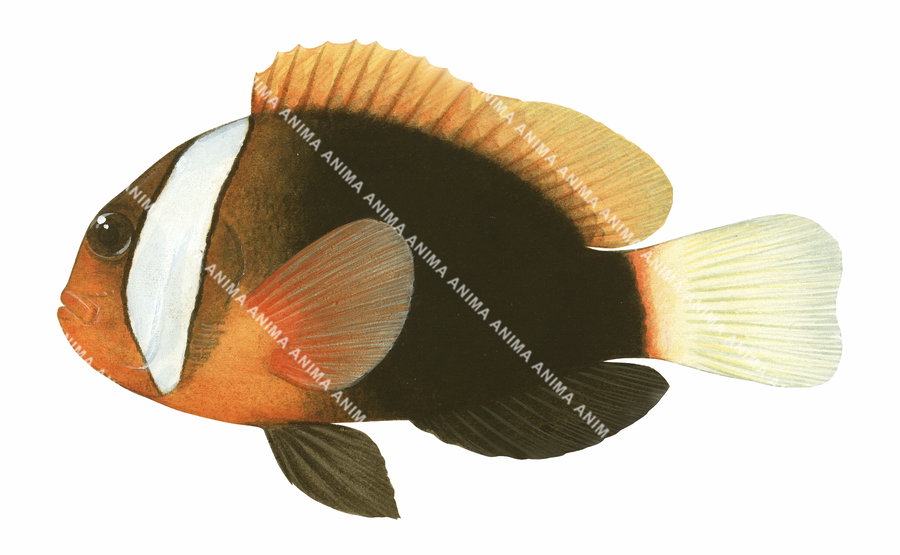 Red and Black Anemonefish