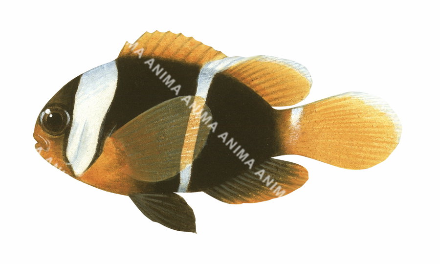 Red and Black Anemonefish Juvenile