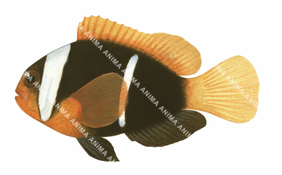 Red and Black Anemonefish Subadult