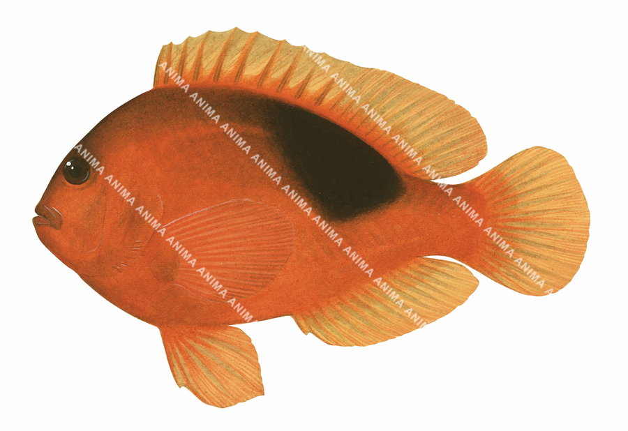 Red Saddleback Anemonefish