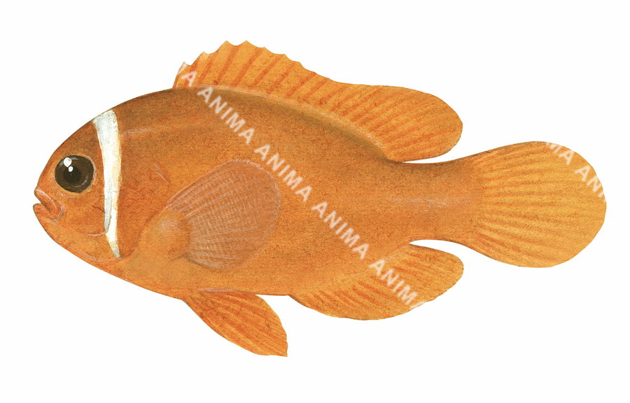 Red Saddleback Anemonefish Juvenile