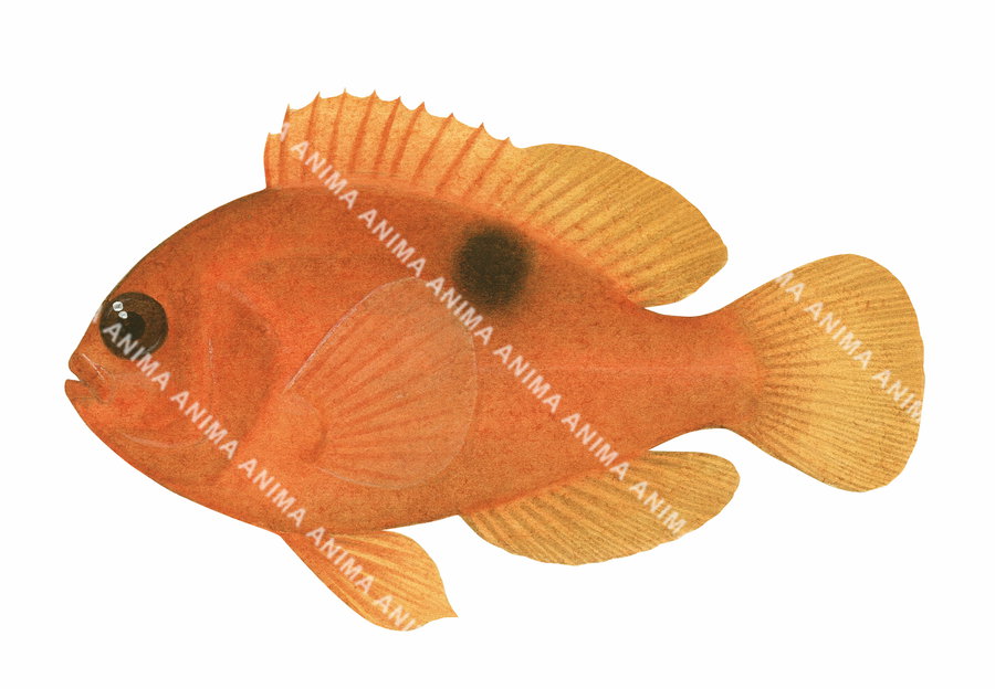 Red Saddleback Anemonefish Subadult