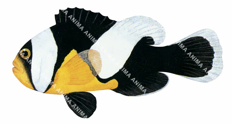 Saddleback Anemonefish