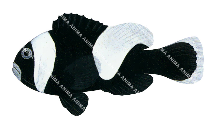 Saddleback Anemonefish,Melanistic