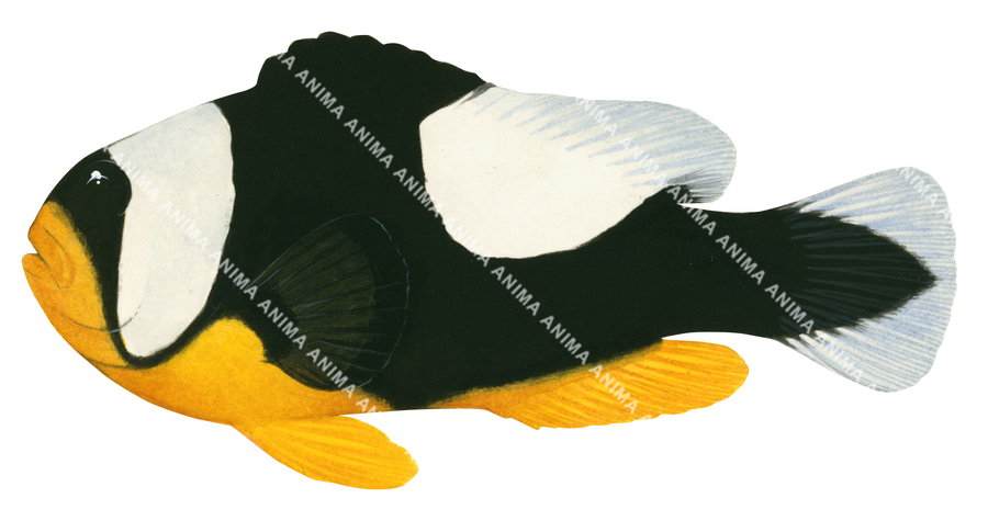 Saddleback Anemonefish