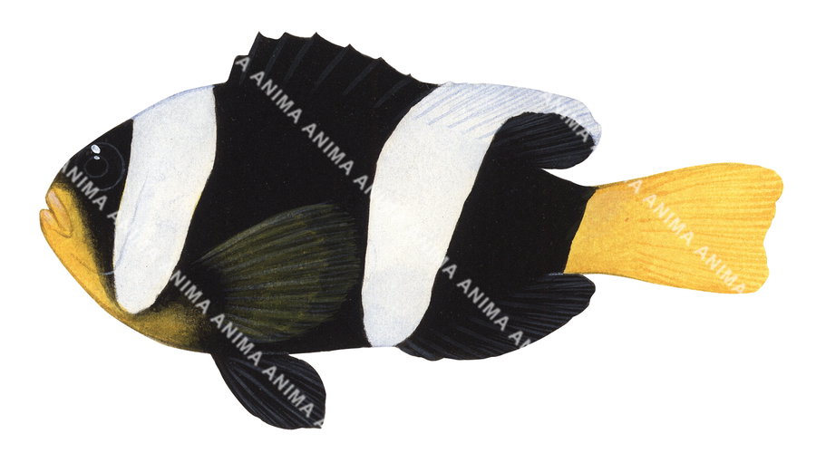 Sebae Anemonefish Melanistic