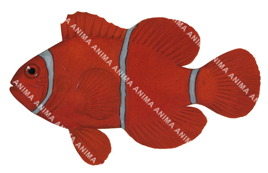 Spine-cheek Anemonefish Female