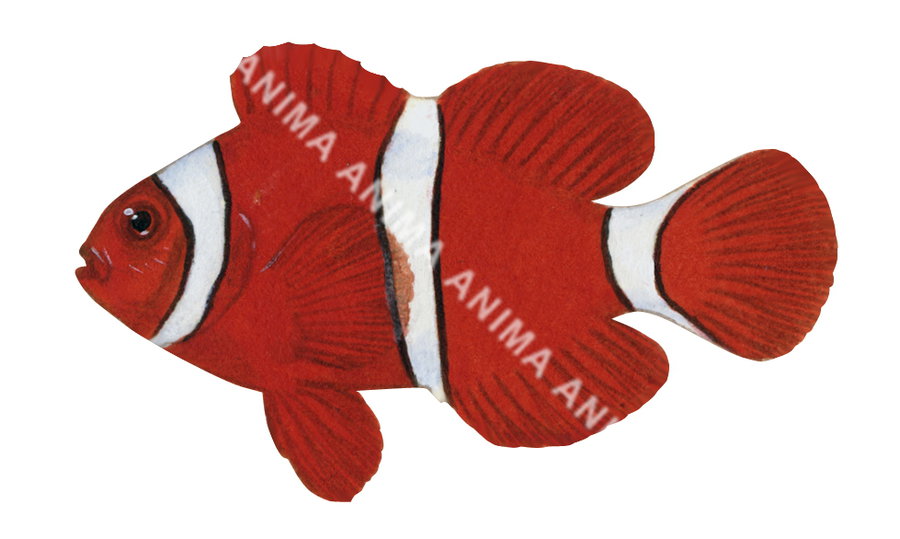 Spinecheek Anemonefish Male