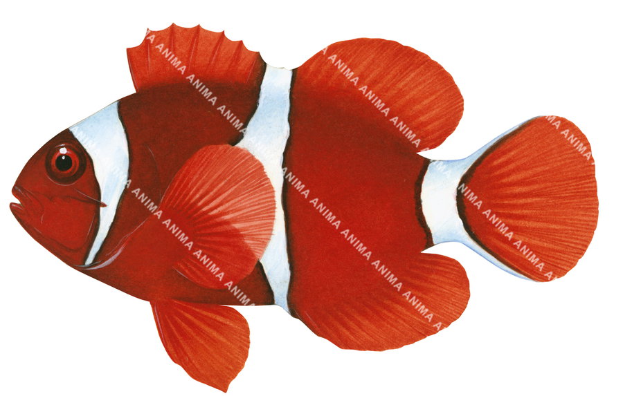 Spinecheek Anemonefish