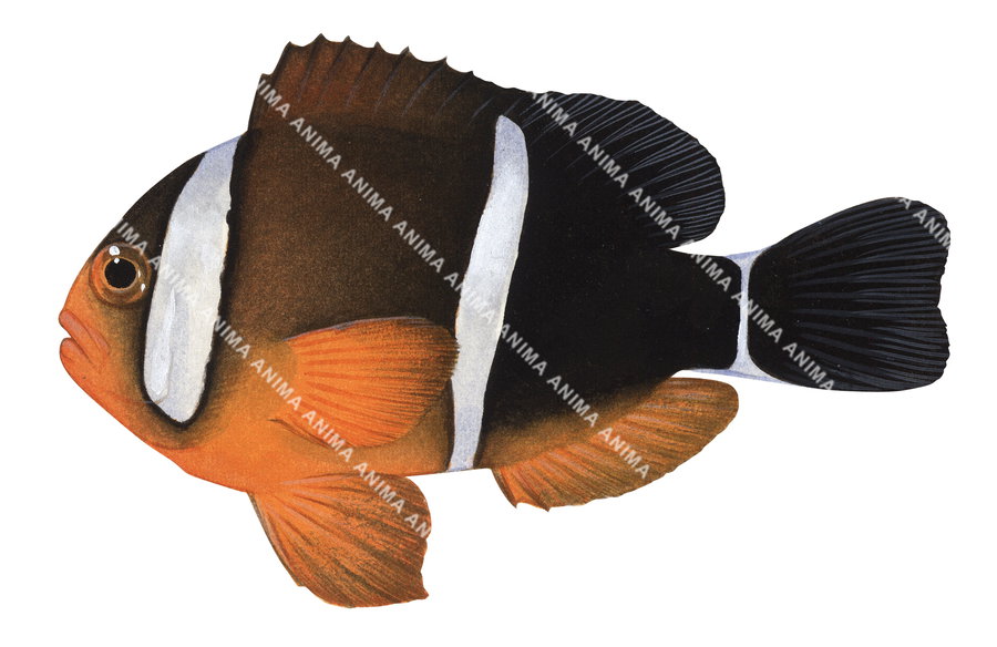 Threeband Anemonefish