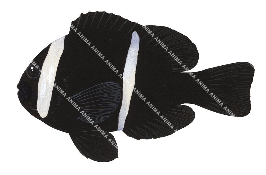 Threeband Anemonefish, Melanistic