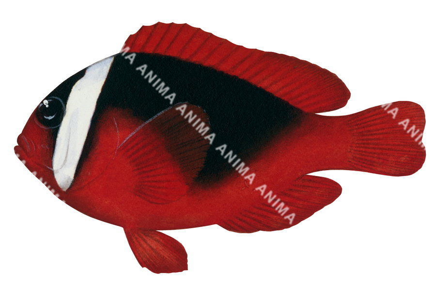 Tomato Anemonefish Female