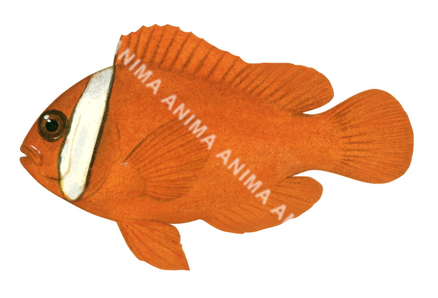Tomato Anemonefish Male