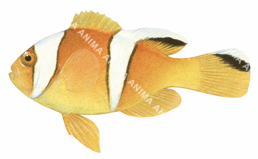 Twoband Anemonefish Juvenile