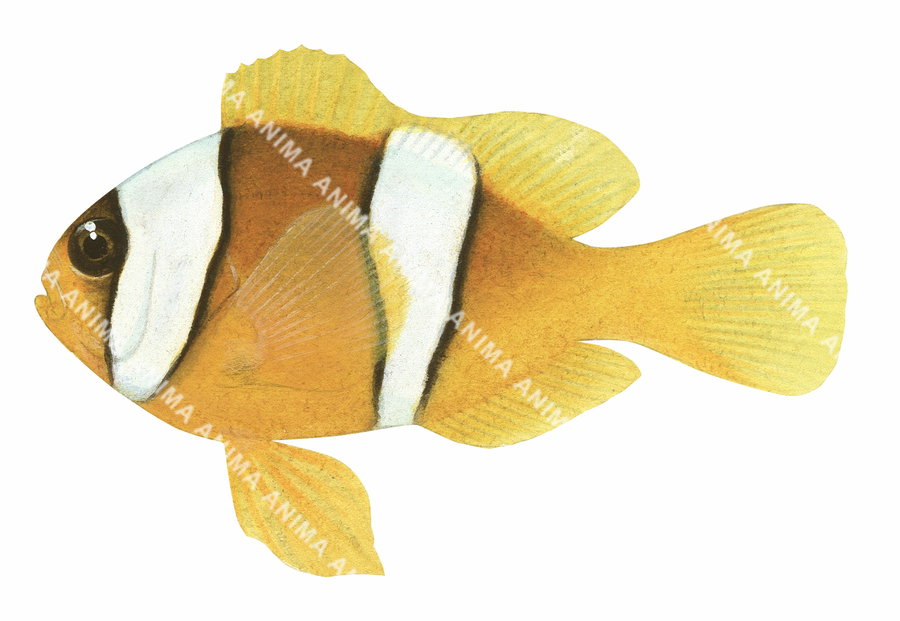 Twoband Anemonefish,subadult