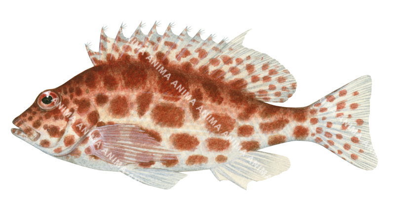 Spotted Hawkfish
