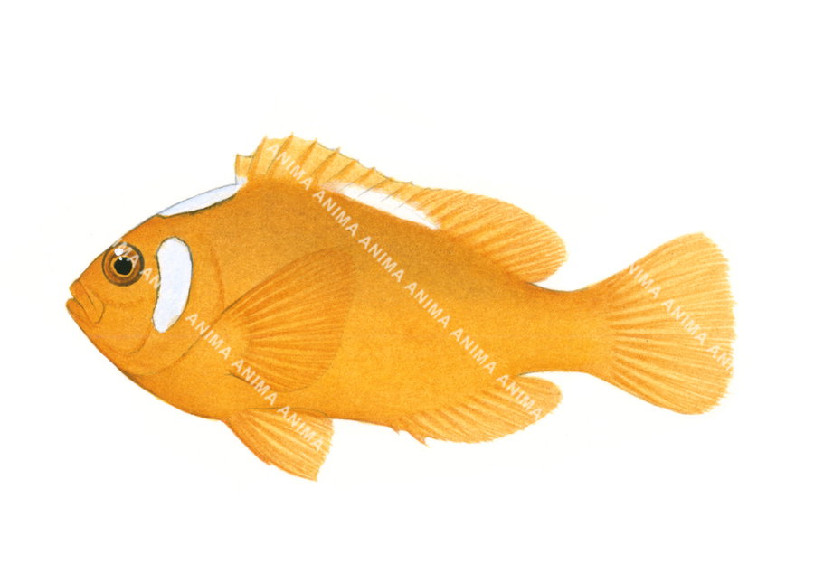 Whitehead Anemonefish-1