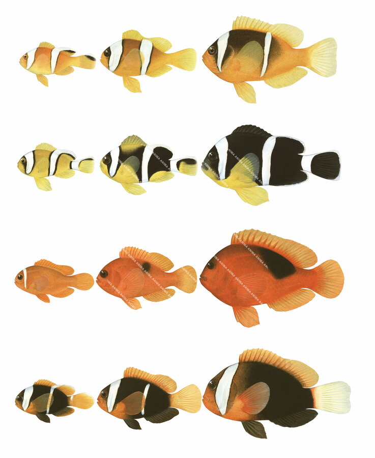12 illustration of juvenile to adult anemonefishes with colour changes, presented in a vertical orientation, side view on white background.