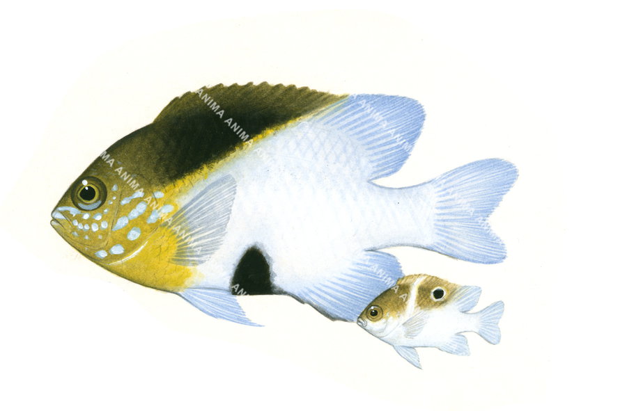 Blackvent Damsel Adult and Juvenile