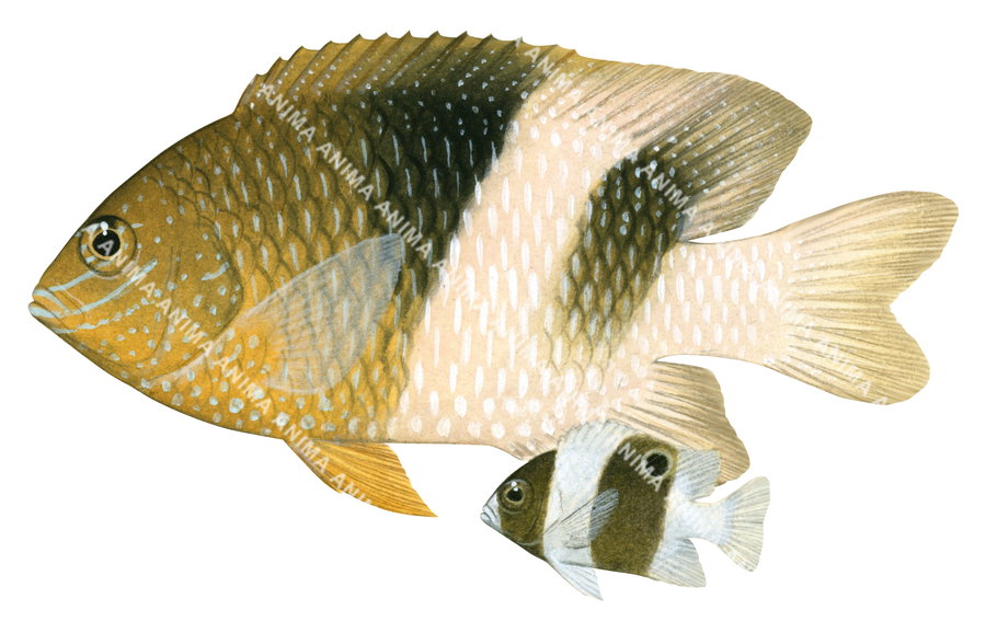 Honeyhead Damsel Adult and Juvenile