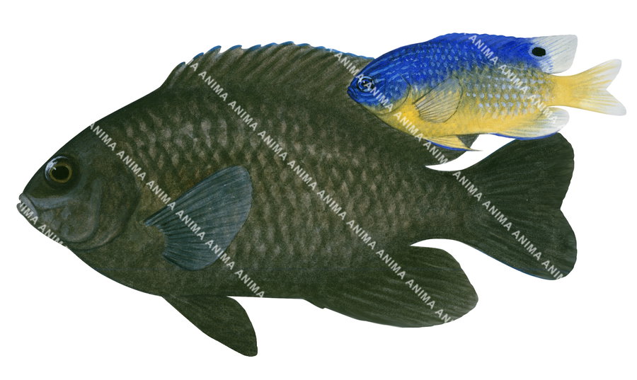 Miller's Damsel Adult and Juvenile