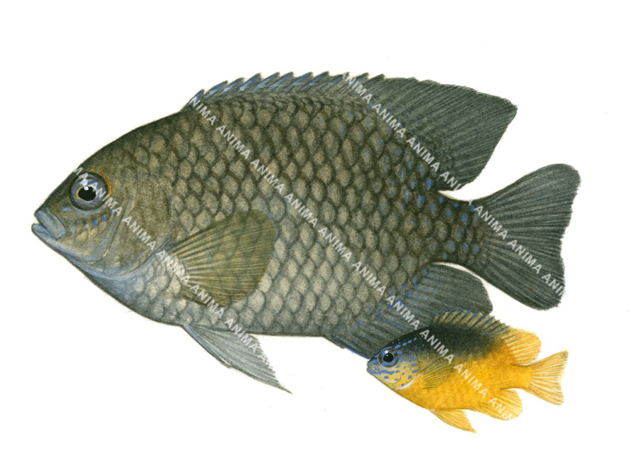 Monarch Damsel Adult and Juvenile